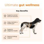 Pre + Probiotic Supplement for Dogs (120g) | 10B CFU | Boosts Gut Health & Immunity | Gluten-Free | Vet Formulated | Prevents Scratching, Paw-Licking & Indigestion | Chicken Flavour - Image 2