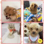 YellowCult Cotton Cute Dog T-Shirt Clothes, Summer Sweatshirts Sporty Pet Random Design Outfit for Small Breed Dog, cat, Puppy, Kitten, Diwali, Festival, Travel, Outing, Photos(S- Any 1, Multicolor) - Image 5