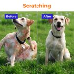 Pre + Probiotic Supplement for Dogs (120g) | 10B CFU | Boosts Gut Health & Immunity | Gluten-Free | Vet Formulated | Prevents Scratching, Paw-Licking & Indigestion | Chicken Flavour - Image 3