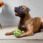 amazon basics Interactive Sound Ball Toy for Dogs and Puppies| Fun Squeaky Sounds | Pet-Safe Materials| Suitable for All Dog Breeds | Size - Large - Image 6
